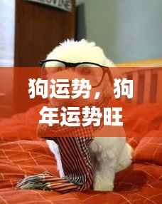狗年运势亨通，事业家庭双丰收，狗狗运势大解析