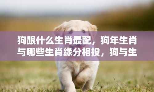 狗年生肖与哪些生肖缘分相投,生肖狗的完美配对解析