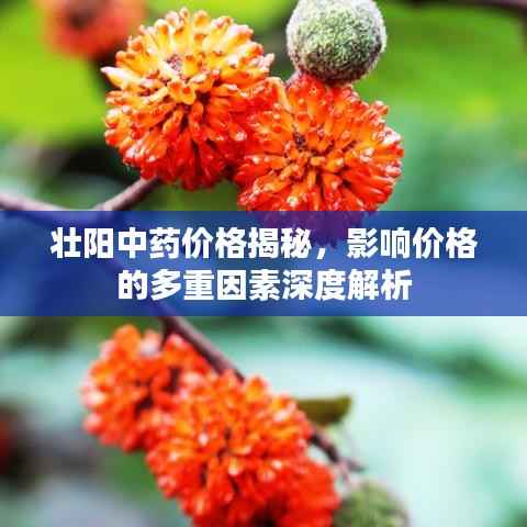 壮阳中药价格揭秘，影响价格的多重因素深度解析