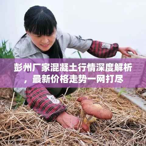 彭州厂家混凝土行情深度解析，最新价格走势一网打尽